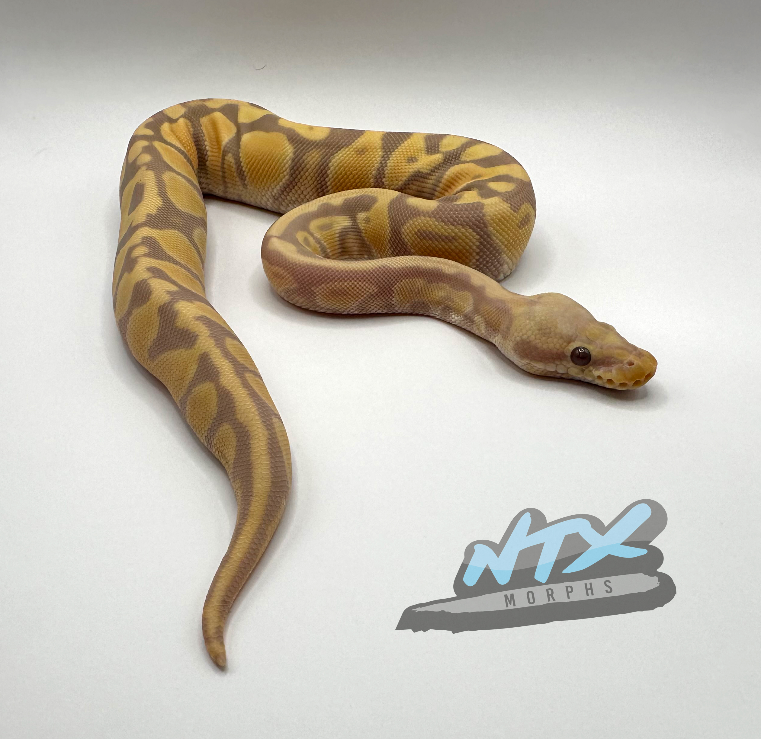23 14 05 north texas ball python and reptile breeder in keller texas